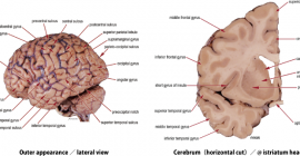 CNS gross anatomy picture