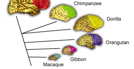 picture of non-human primate brains
